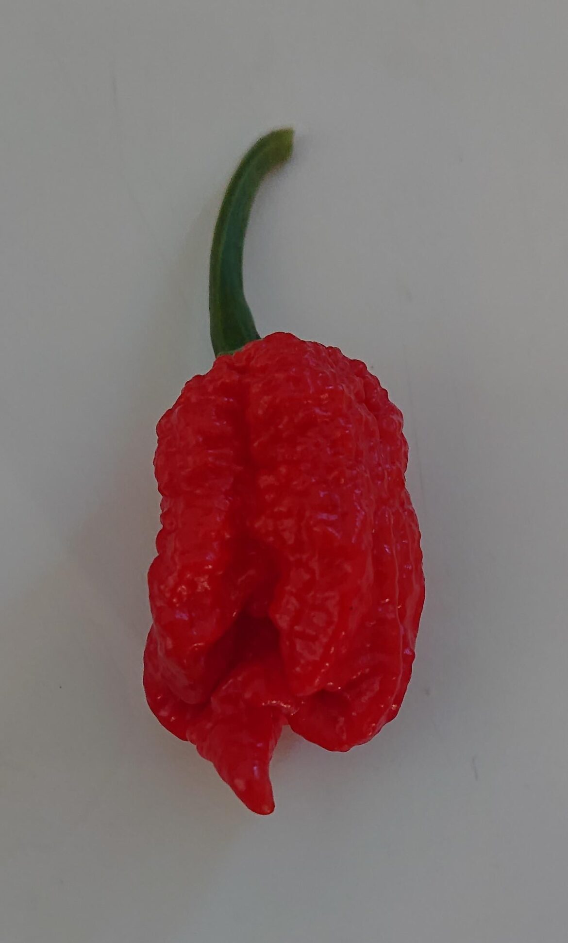 Store-bought seed pack. Taste is fruity. Heat is extreme.