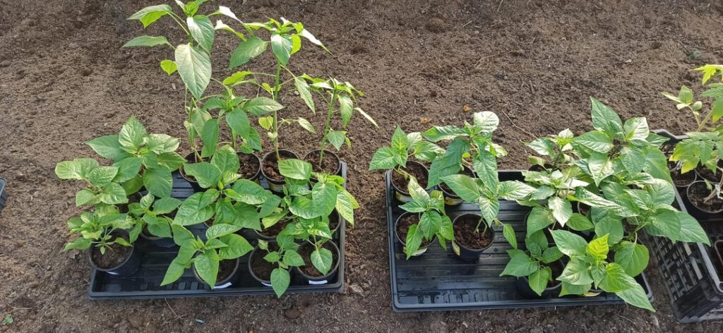 1st timer growing super hots and mid hots