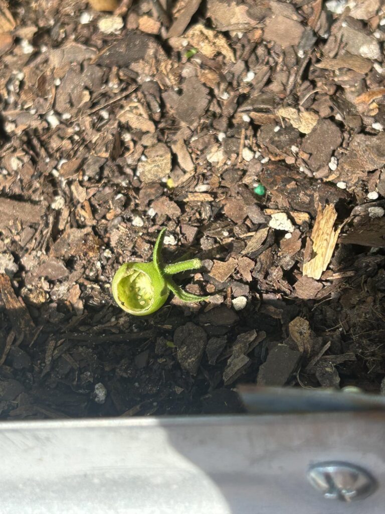 What kind of pest do y’all think did this? Any way for me to prevent it?