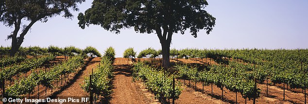 Lodi in California is getting a name for itself as the new Napa Valley
