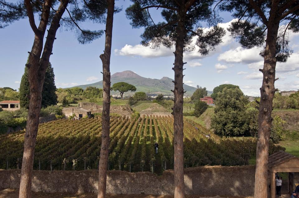 A view of the vineyards located in the ruins of ancient Pompei -- with the Vesuvio (Vesuvius) volcano in the background -- during the harvest on October 13, 2009. The vineyards, located on the same sites than 2000 years ago will produce for the 10th time, the "Villa dei Misteri" (Mysteries' Palace), a wine made from the same variety grape than the one used in ancient Pompei. AFP PHOTO / MARIO LAPORTA TO GO WITH AFP STORY (Photo by MARIO LAPORTA / AFP) (Photo by MARIO LAPORTA/AFP via Getty Images)