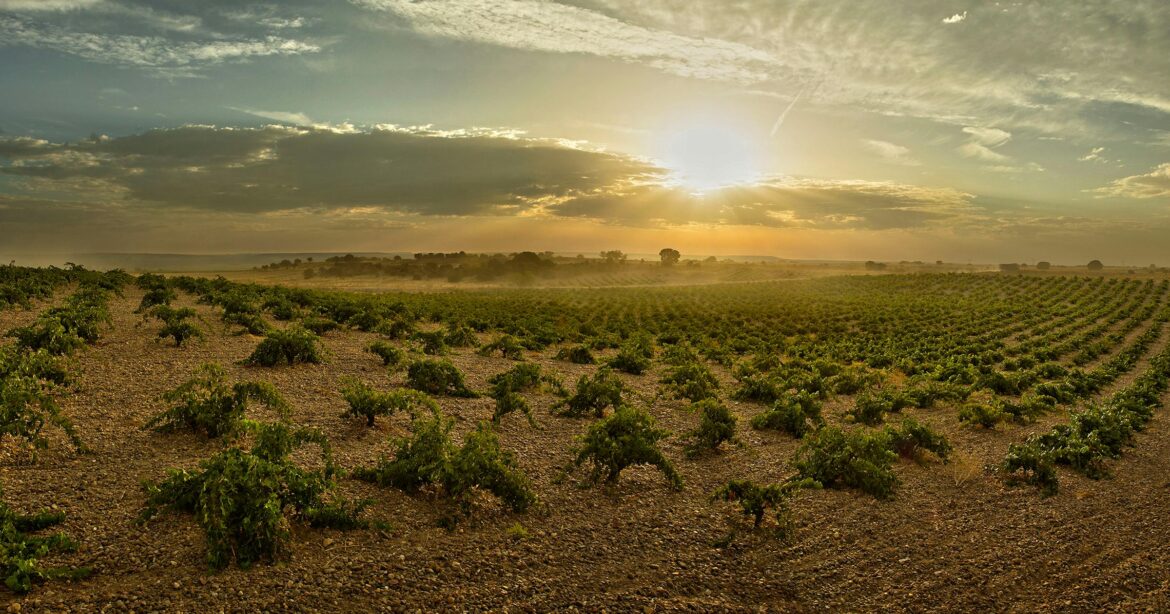 Numanthia, wine of the Spanish "Toro" appellation ...