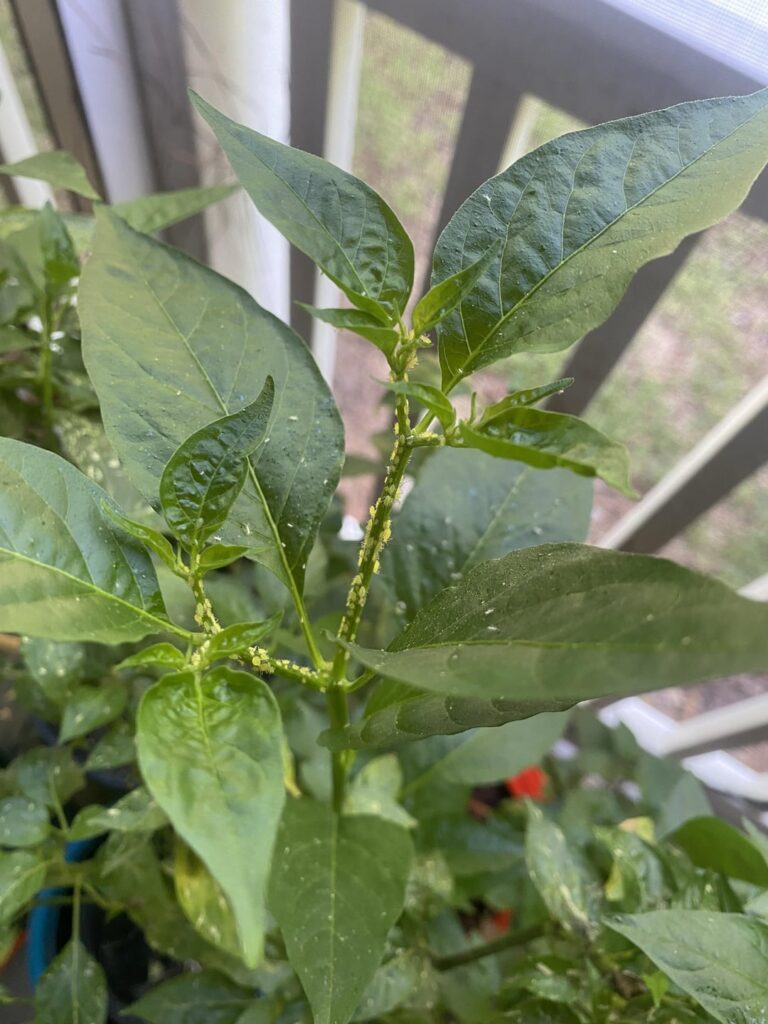 What’s the best solution for handling these guys?