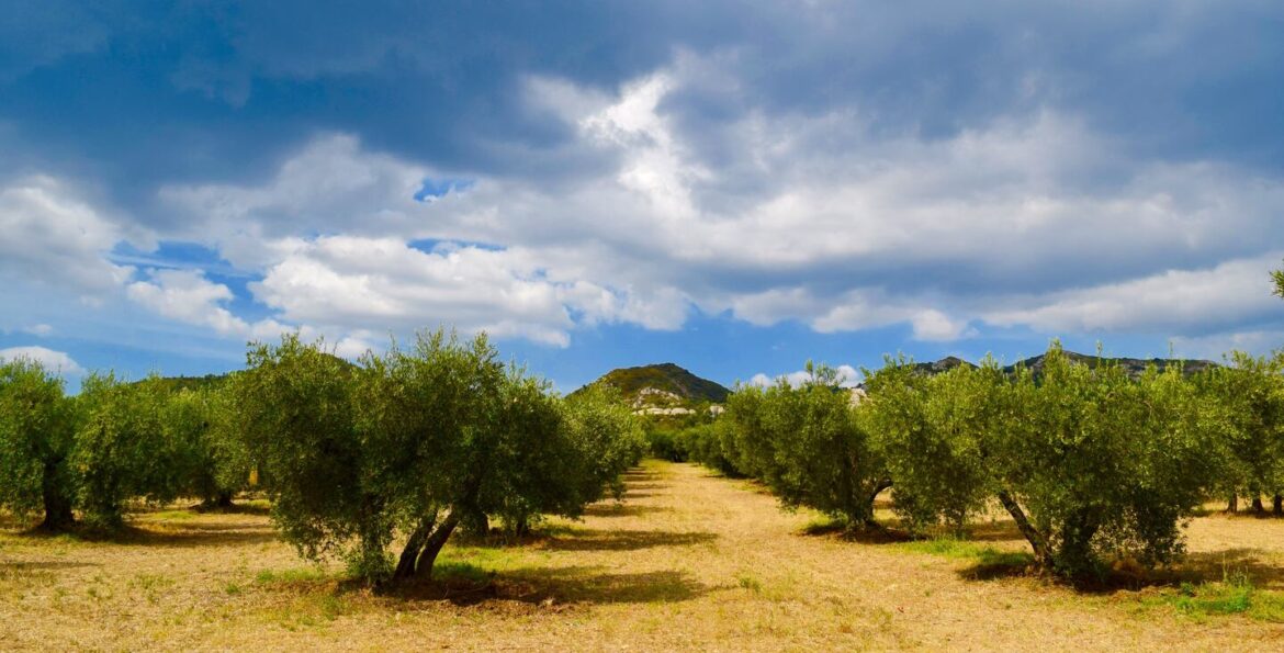 Olive oil almost too good to dip your bread in An olive tree orchard in Provence, France.