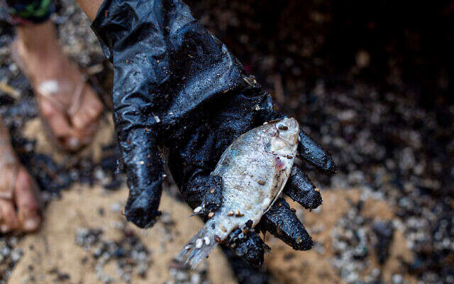 Israel bans seafood from Mediterranean following oil spill – www.israelhayom.com Israel bans seafood from Mediterranean following oil spill – www.israelhayom.com