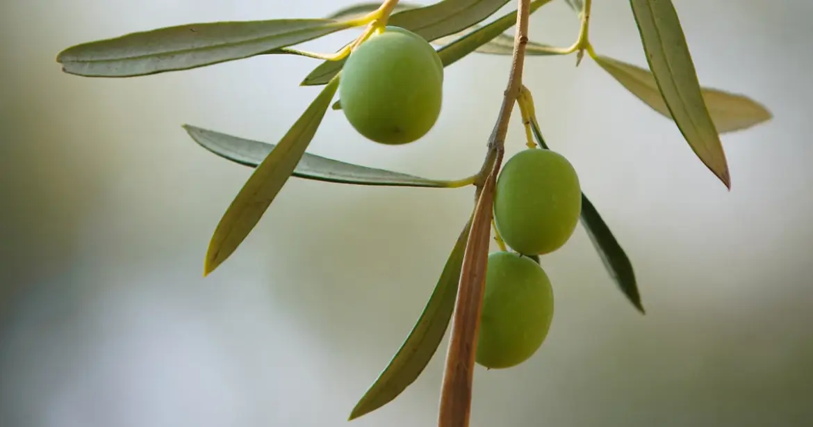 Expanding production of a Mediterranean staple