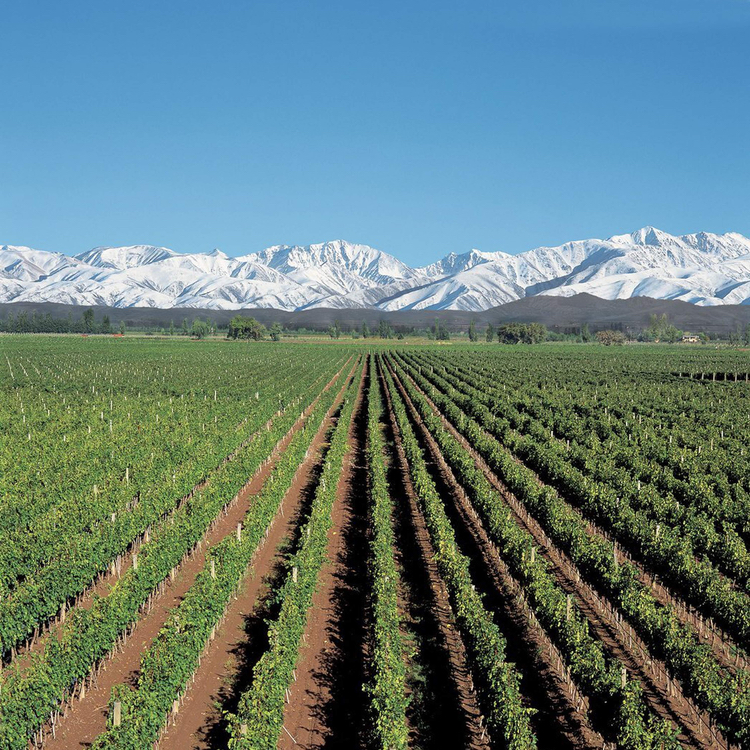 Alamos's high desert vineyards in Argentina's Mendoza wine region