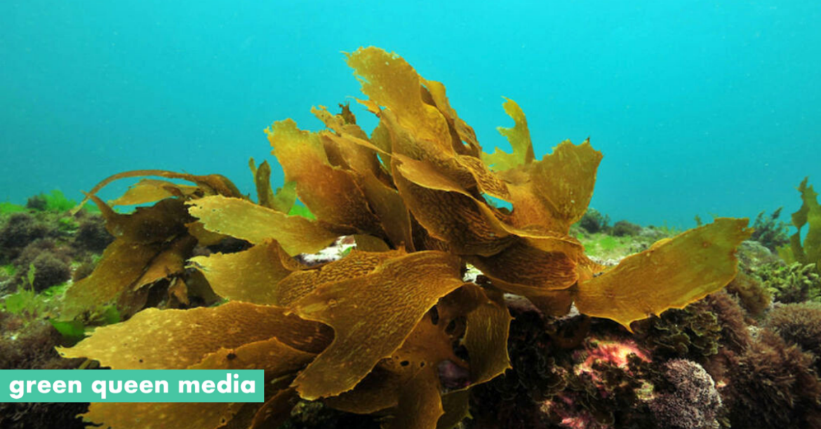 French Biomarine Startup Algaia Scores US$2.4M To Improve Plant Meat Texture