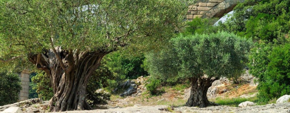 Recovery of Traditional Olive Groves Stimulates French Oliviculture Recovery of Traditional Olive Groves Stimulates French Oliviculture