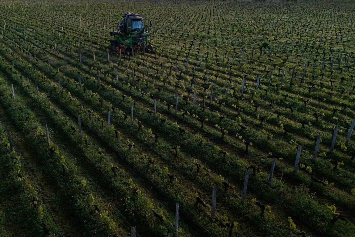 Record levels of TFA, the most common PFAS, found in wine bottles