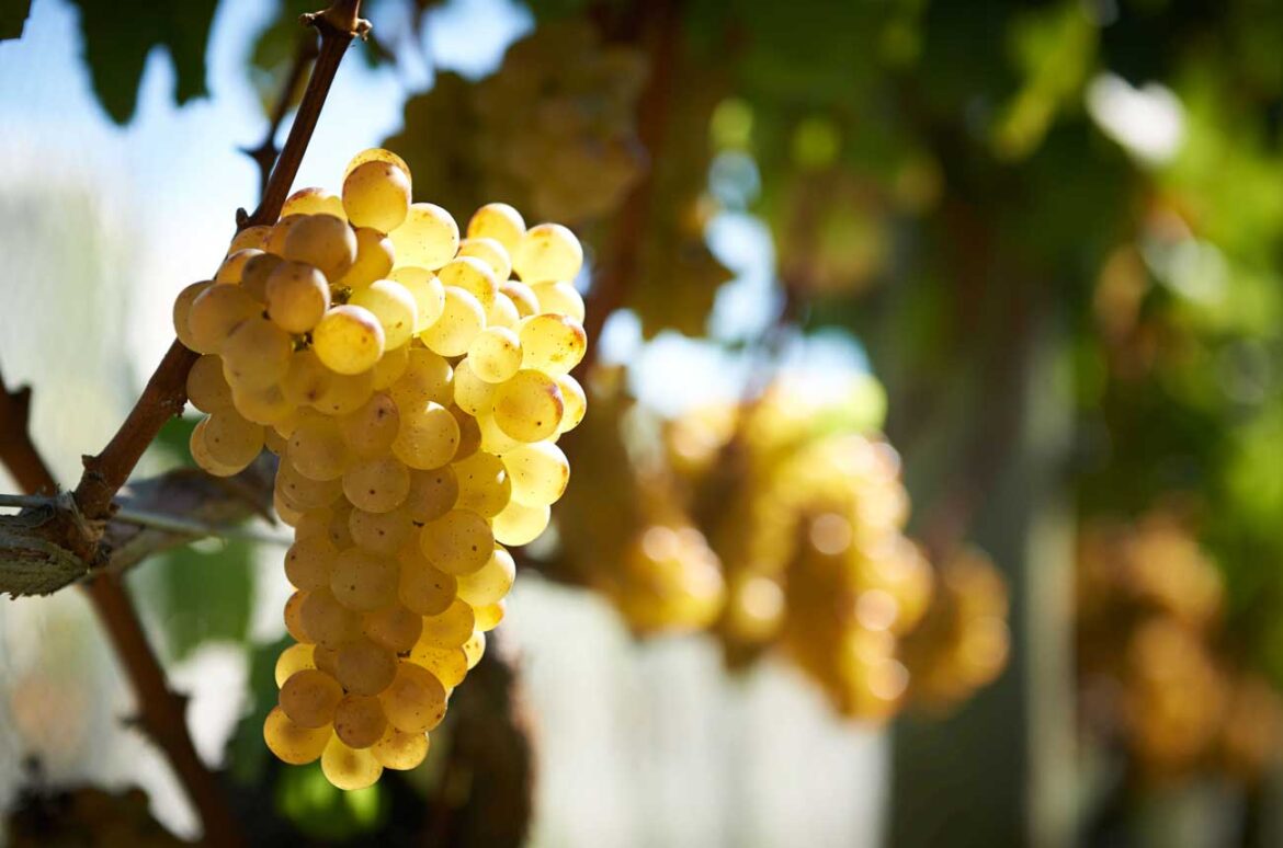 Why now is the time to embrace New Zealand Chardonnay Why now is the time to embrace New Zealand Chardonnay