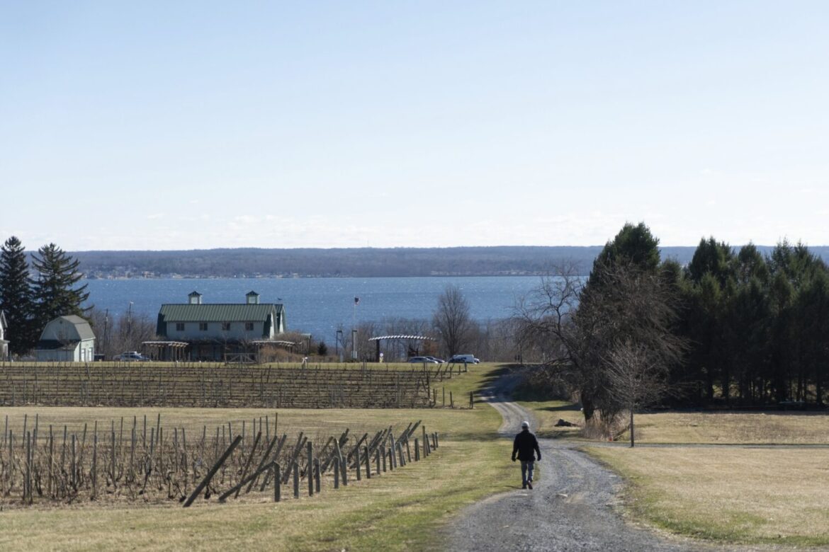 Scott Osborn, owner of Fox Run Vineyards, walks past dormant grapevines, Friday, March 21, 2025, in...
