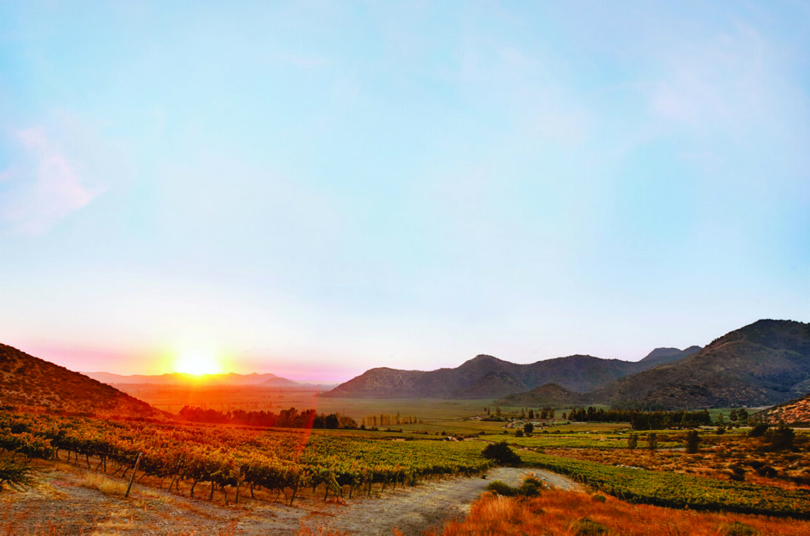 Carmenère marks 30 years in Chile