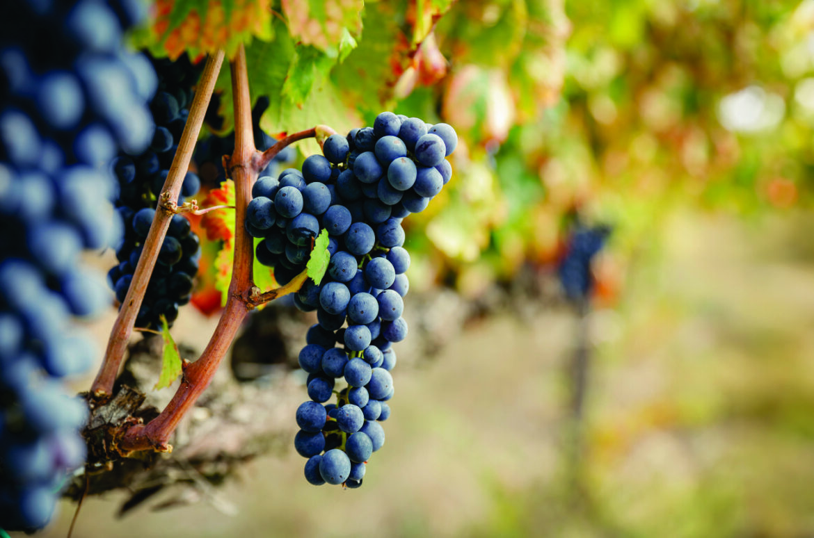 The rise and return of Italy’s indigenous varieties The rise and return of Italy's indigenous varieties