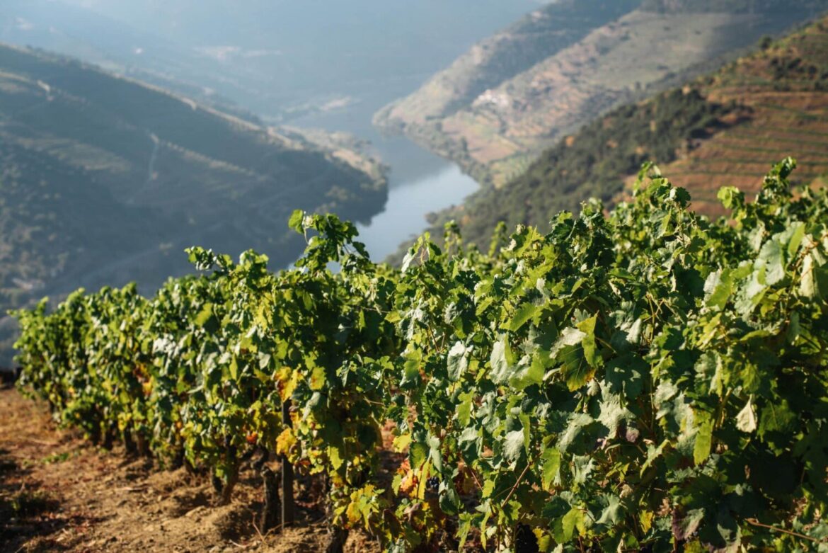 Douro wine (Maksym Kaharlytskyi-Unsplash)