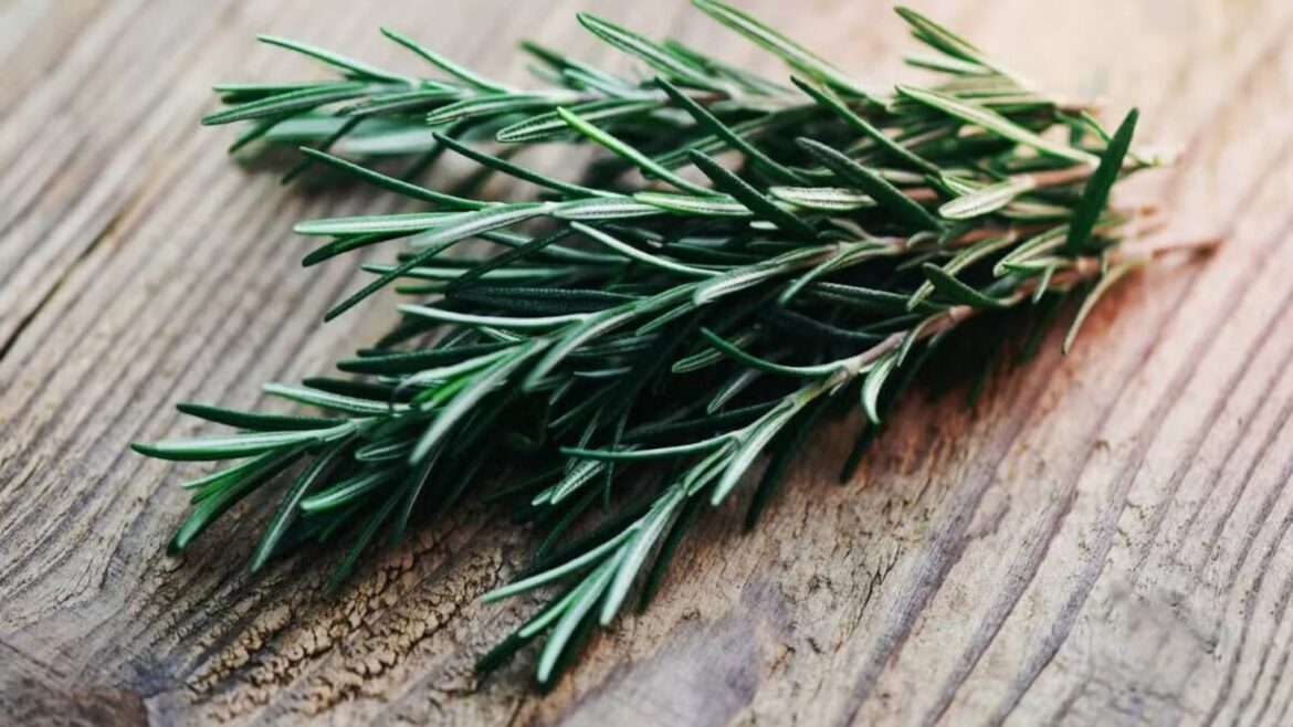 Harvard has it right: this is the Mediterranean native plant that boosts your mind and copes with stress