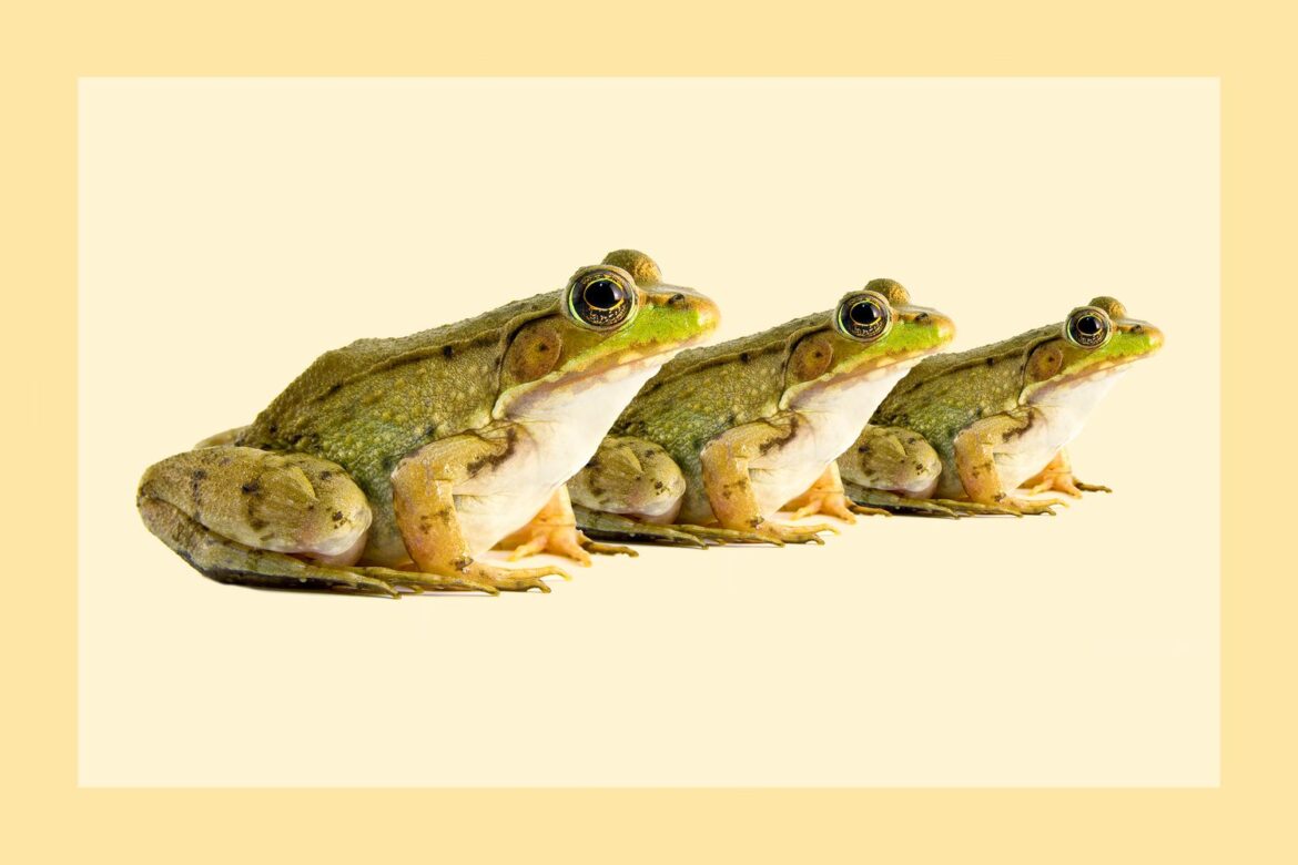 France's Love of Frog Legs Could Mean More Mosquitos in the Future