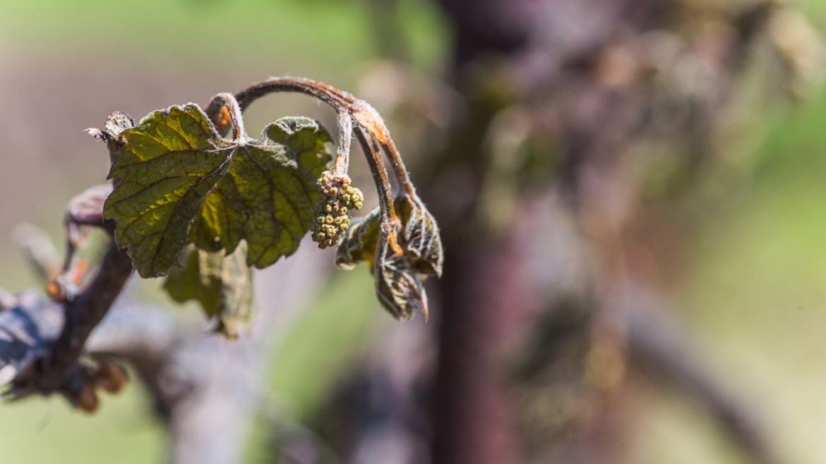 Germany wine frost damage “great”, says Deutsches Weininstitut