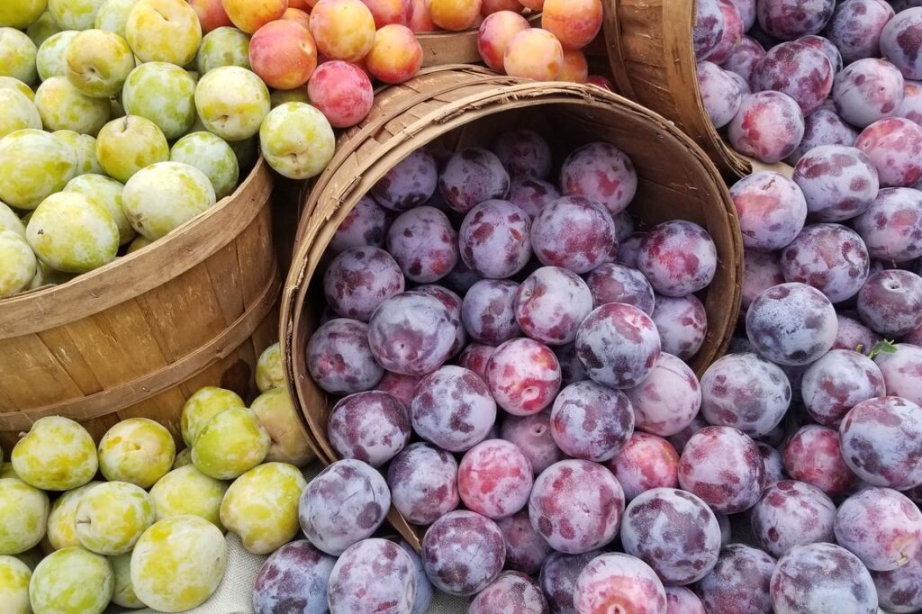 Vegan, Mediterranean diets have lower carbon footprints than standard U.S. diet