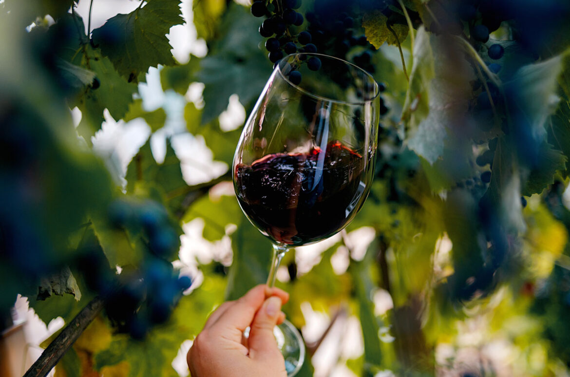 Bordeaux wines with novel grapes retain 'classical' taste – study