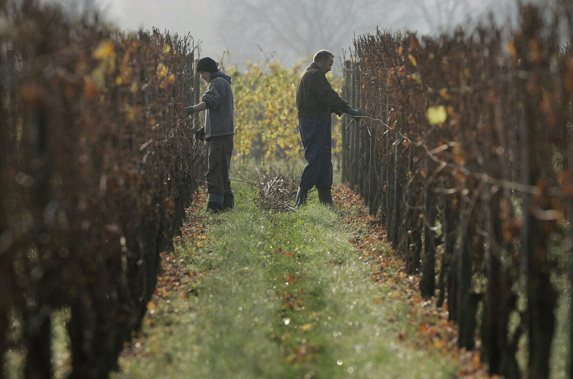 Climate change blamed for German ice wine 2019 failure