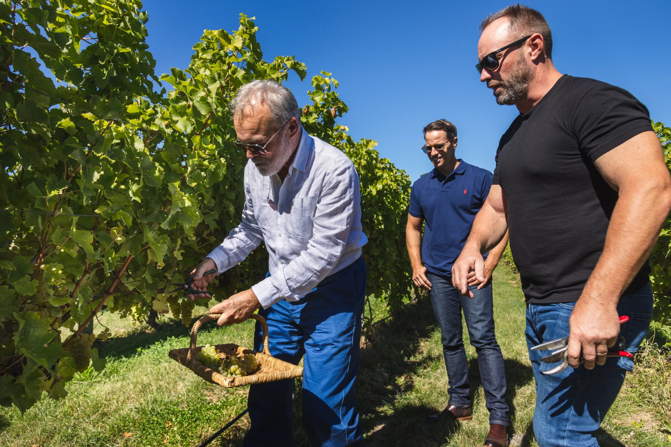 GRAHAM NORTON BLENDS NEW SEASON SAUVIGNON BLANC, AS SALES OF HIS WINE ARE UP +396%