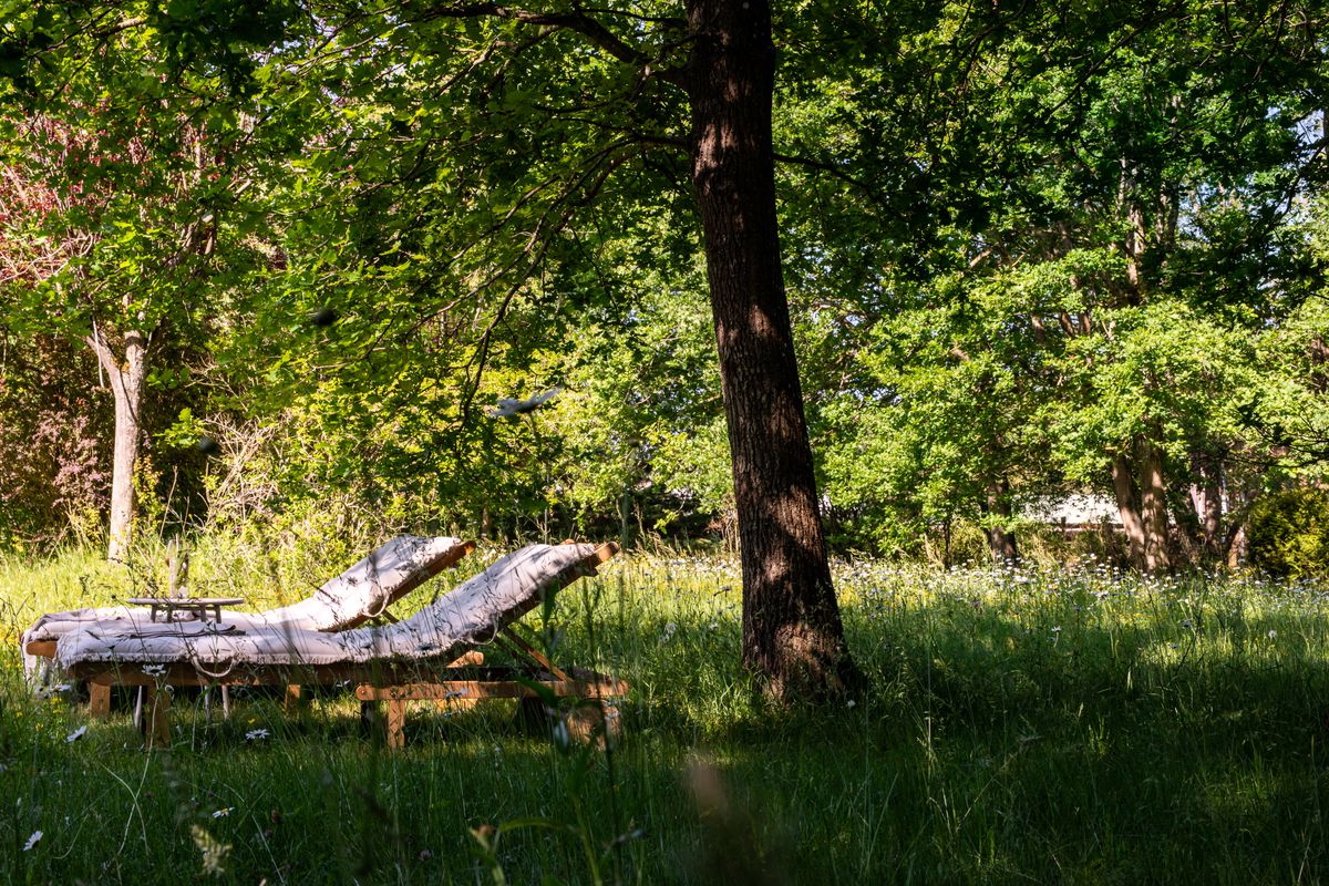 Lounge chairs in the shade of a tree in a sunny meadow.