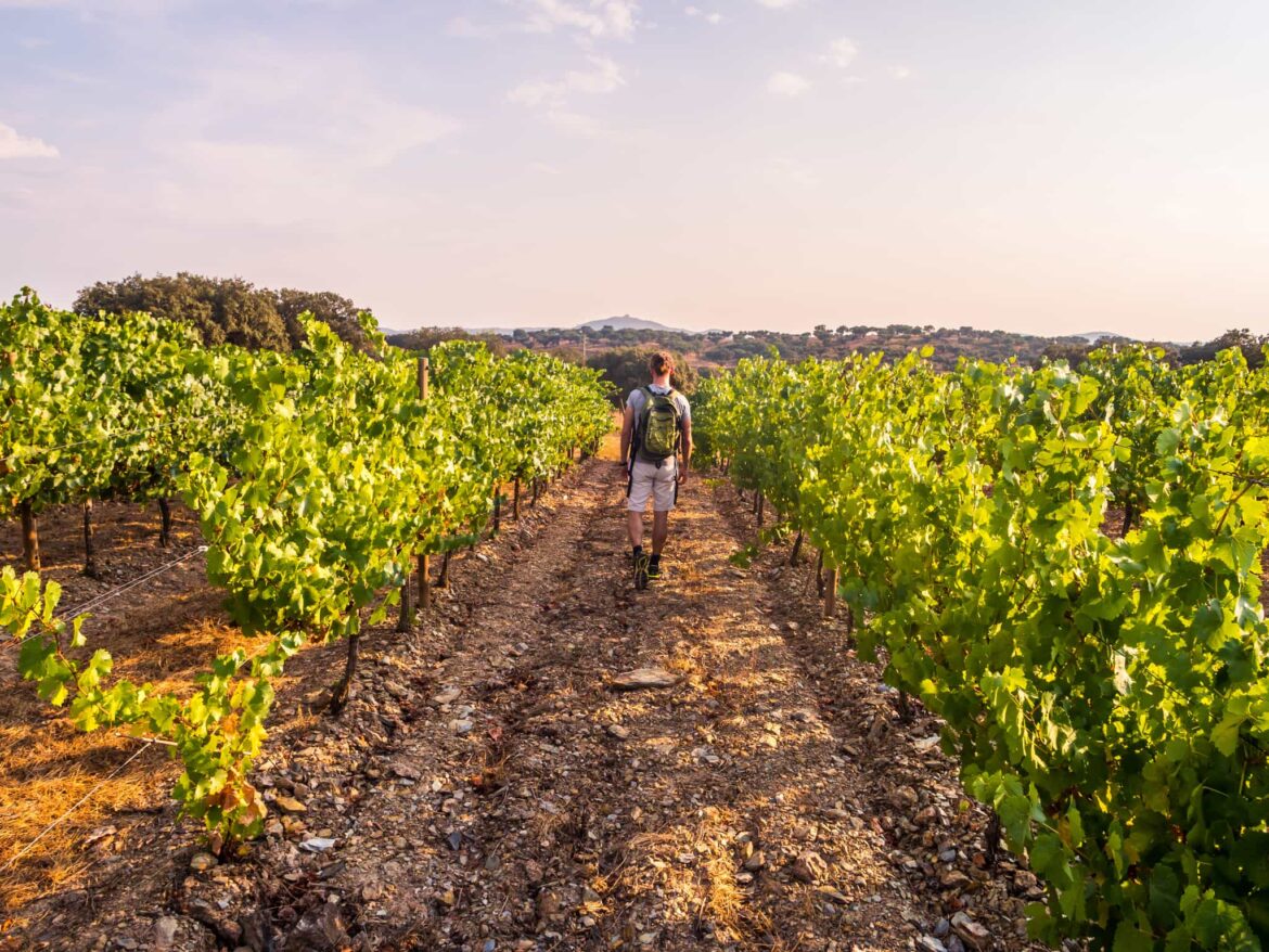 The New Camino Routes Through the Wine Region of Alentejo, Portugal
