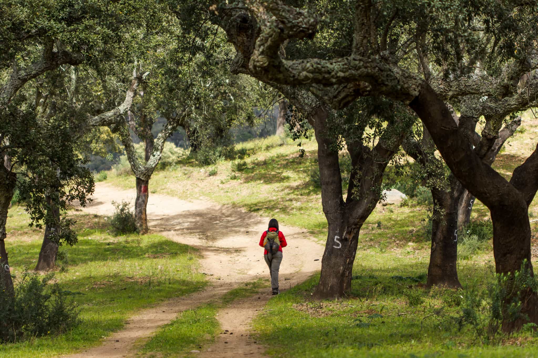 The forests of Alentejo. Photo: Getty.