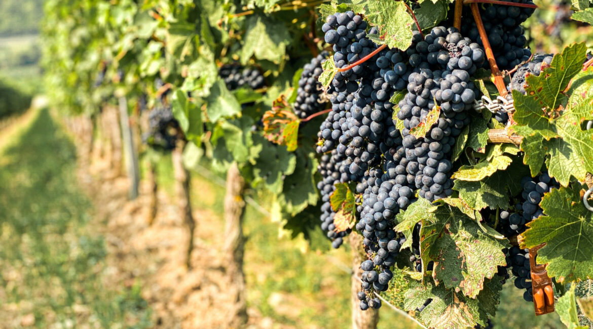 Italians Spent Thousands of Years Perfecting Grape Cultivation Italians Spent Thousands of Years Perfecting Grape Cultivation