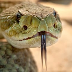 These shady groves are turning into unlikely snake magnets, offering the perfect mix of shelter, and prey, creating a summer surge in slithering visitors.