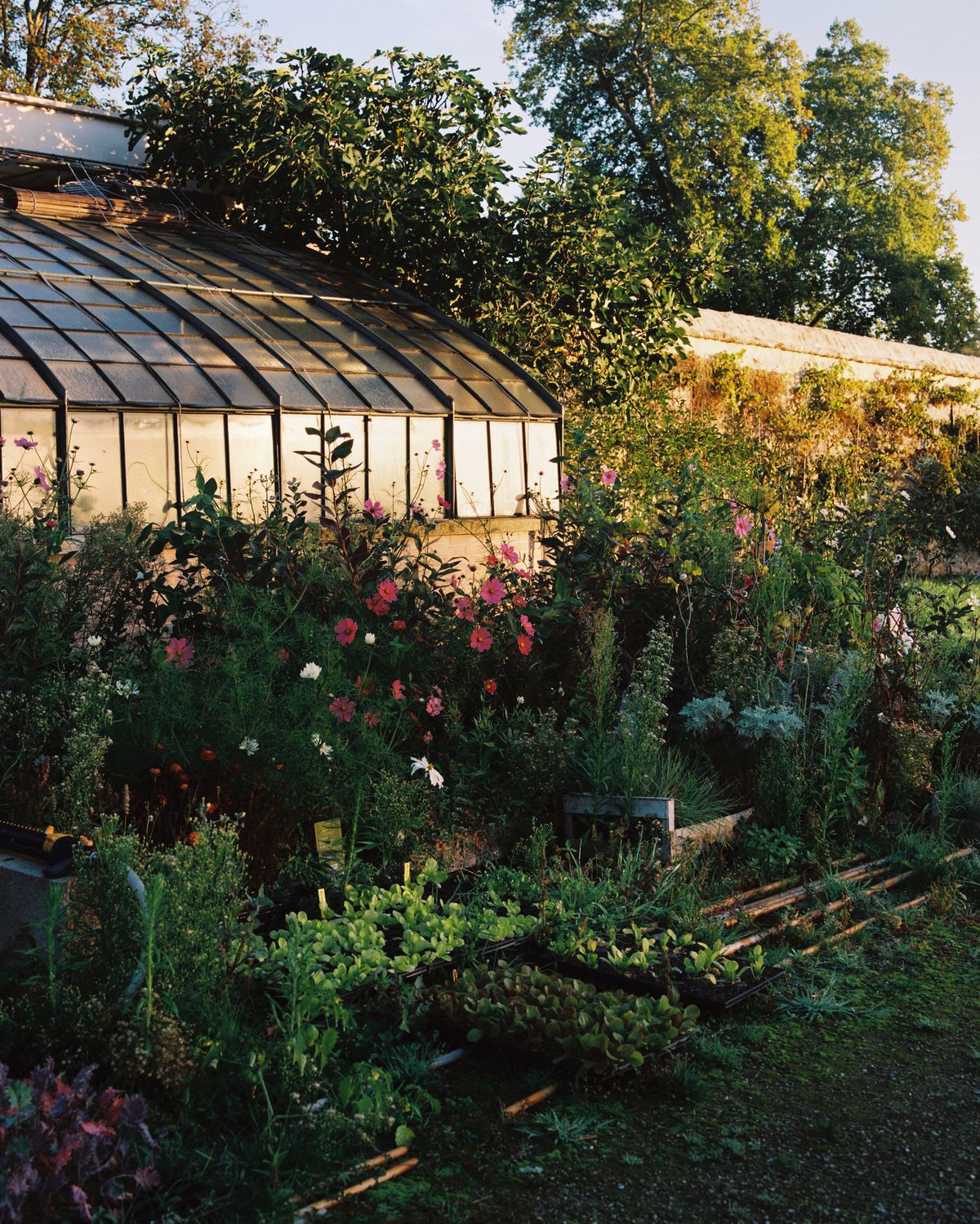 A flower bed, with a greenhouse beyond, in a sunny afternoon.
