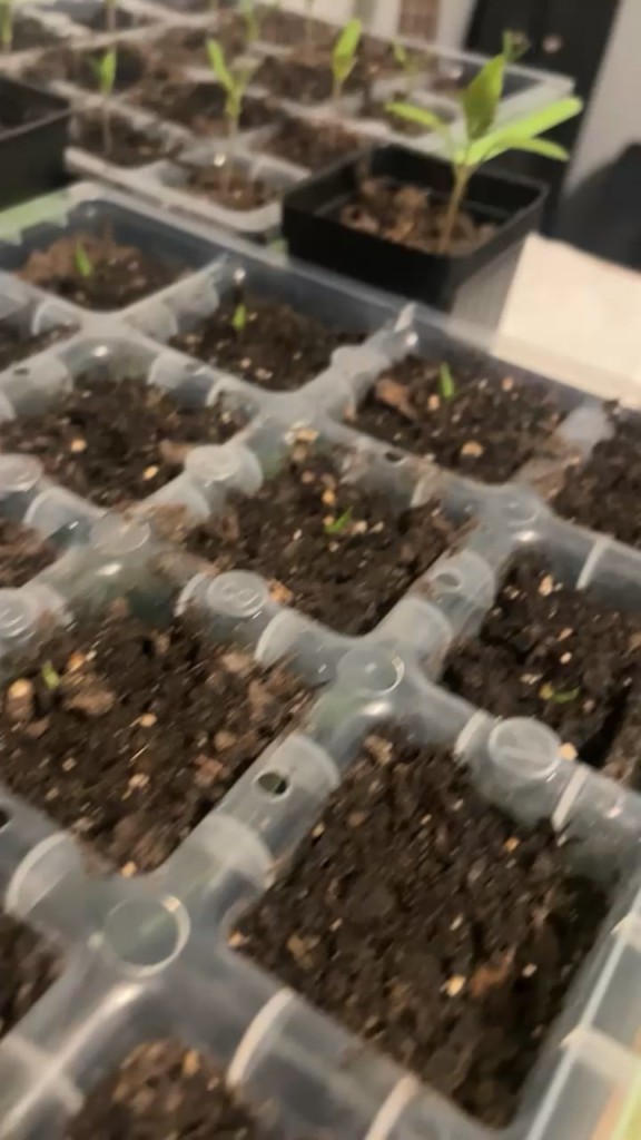 My leaves are point straight up My leaves are point straight up