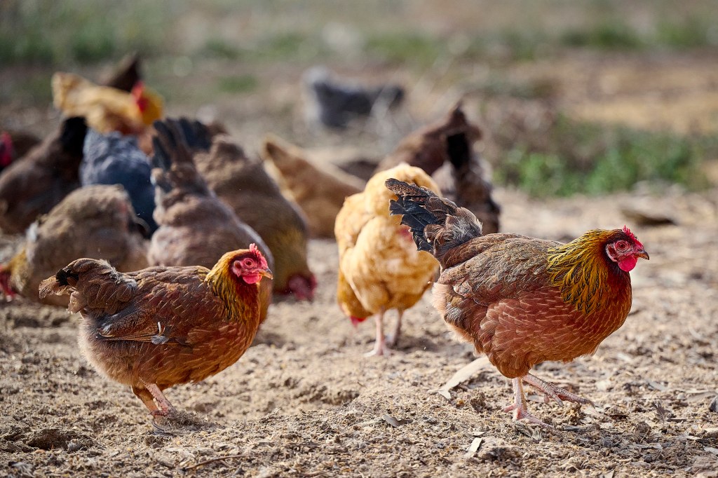 Menlo Park is getting a Michelin-cred chicken and wine restaurant Menlo Park is getting a Michelin-cred chicken and wine restaurant