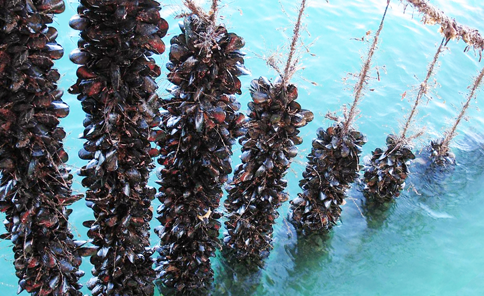 Mediterranean mussel culture in Greece mussel