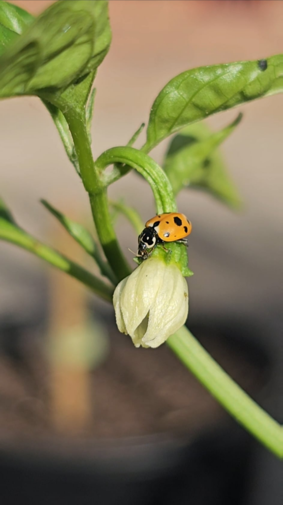 Caught him eating aphids.🌱