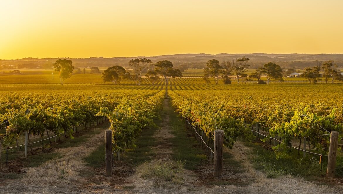 Australian Top Wineries Awards shortlists 5 South Australian industry stars