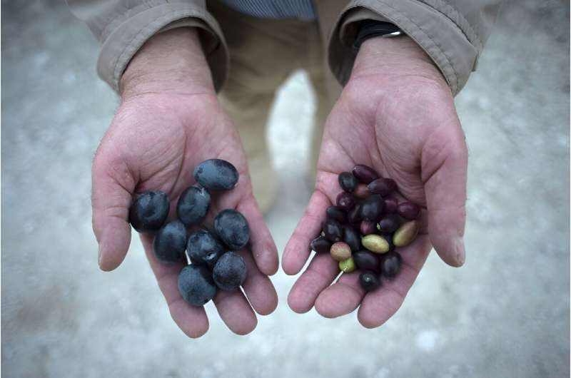 A farmer shows olives bearing the effects of drought (R) near Jaen in southern Spain