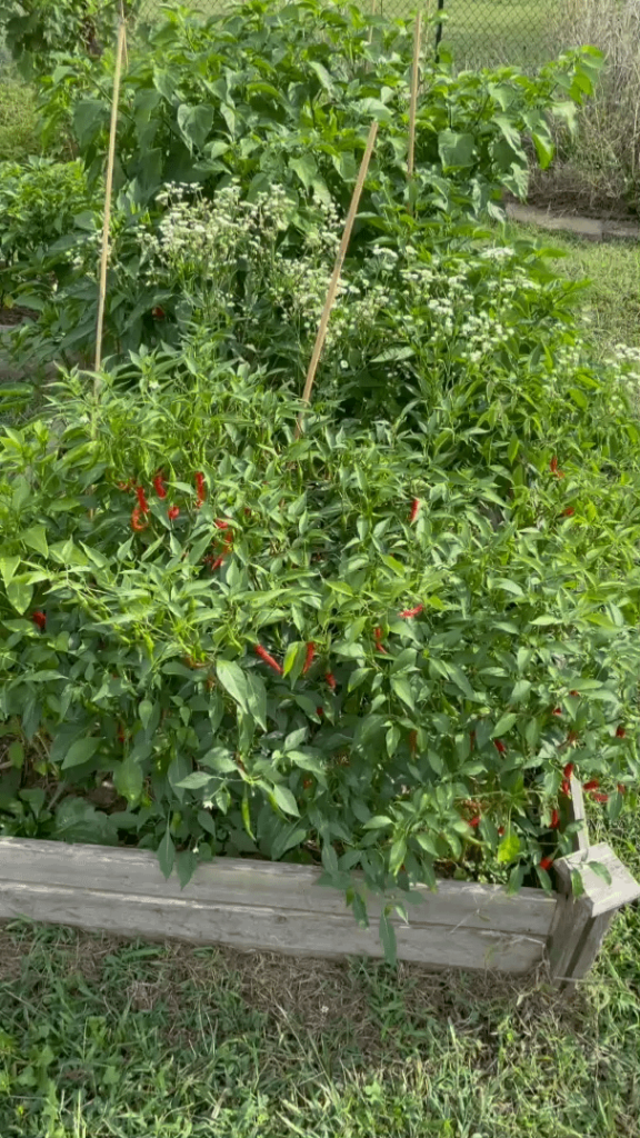 Cayenne Hot Sauce Homegrown 🌶️🔥