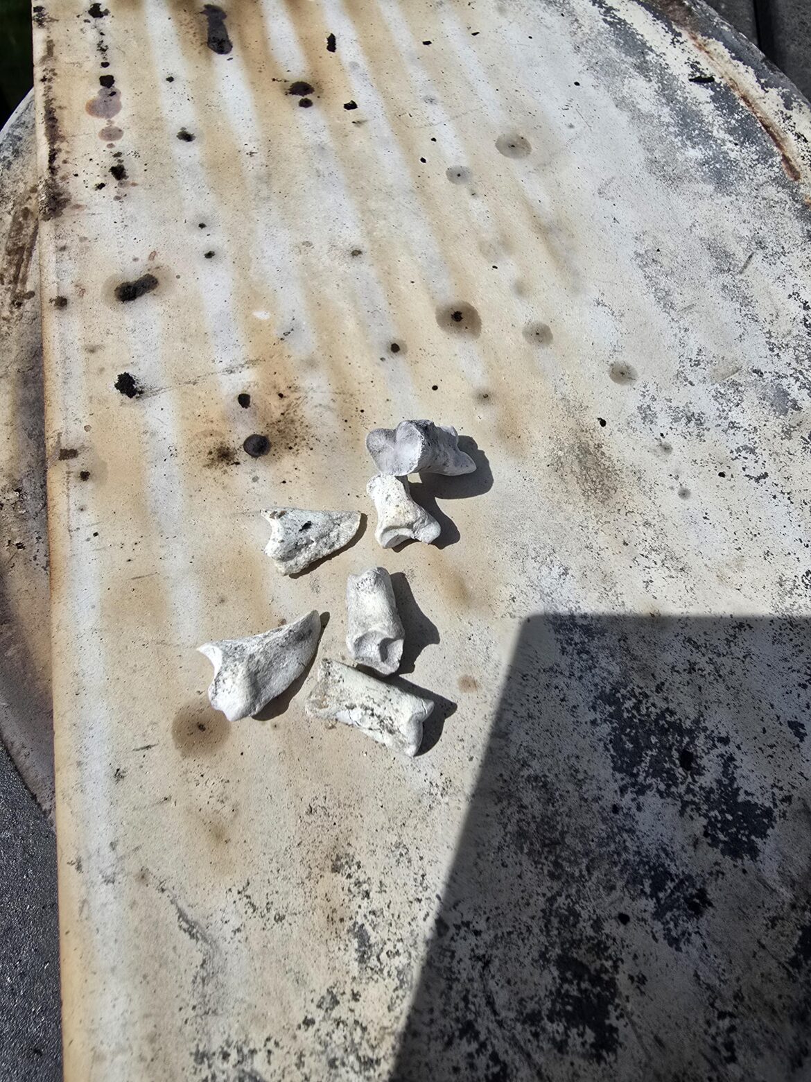 Teeth in KJ Charcoal