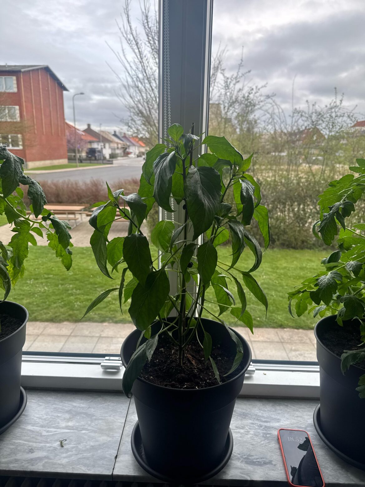 My Carolina Reaper is flowering – what should I do next?