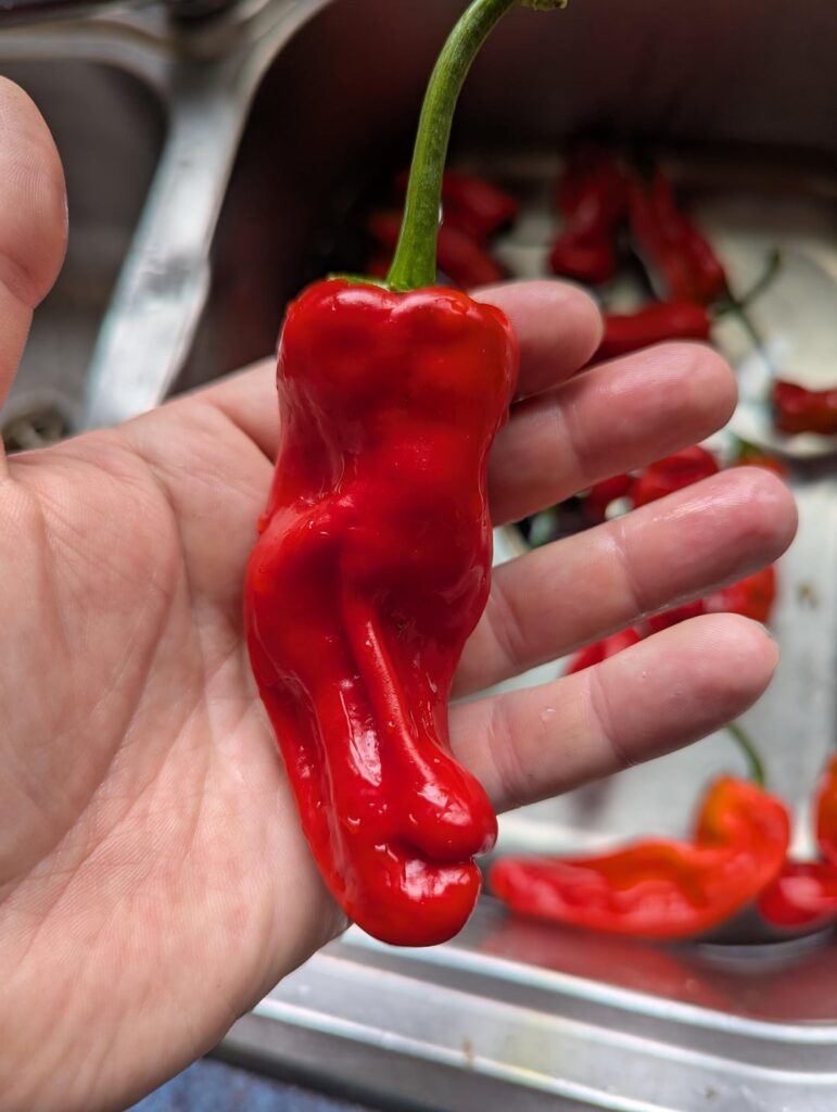 What kind of peppers have I grown?