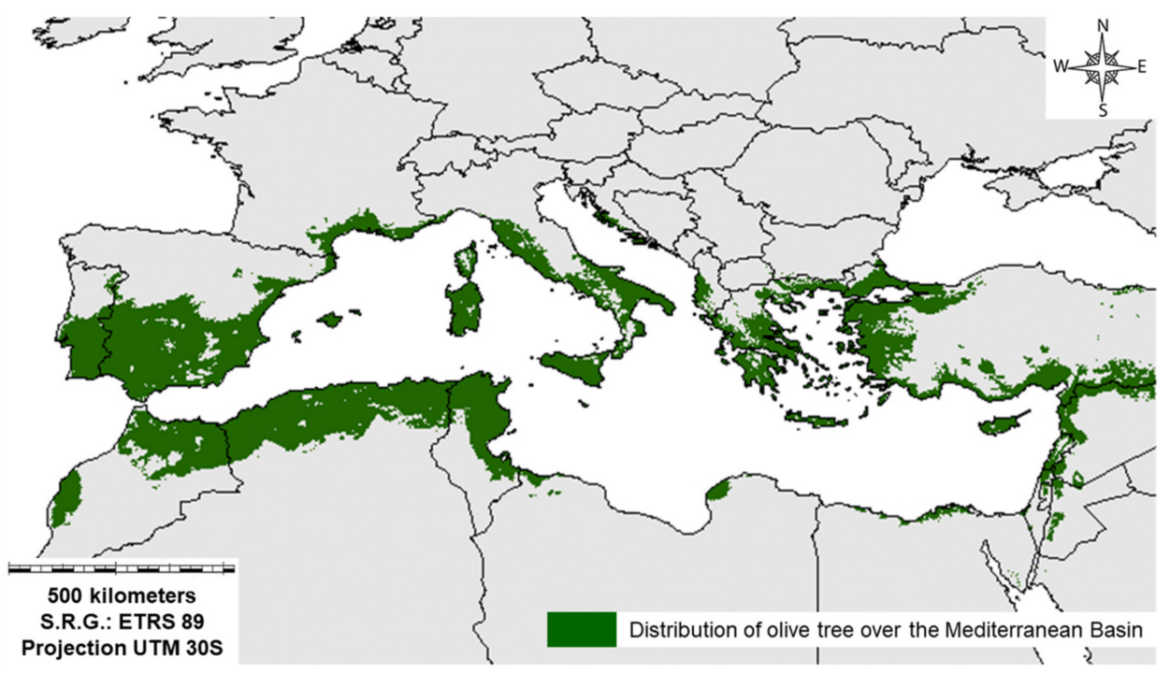 Olive oil at risk: Climate change threatens Mediterranean’s ‘liquid gold’