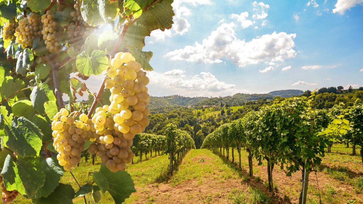 Portuguese Wine Producer Digitally Transforms Operations with GIS | ArcNews