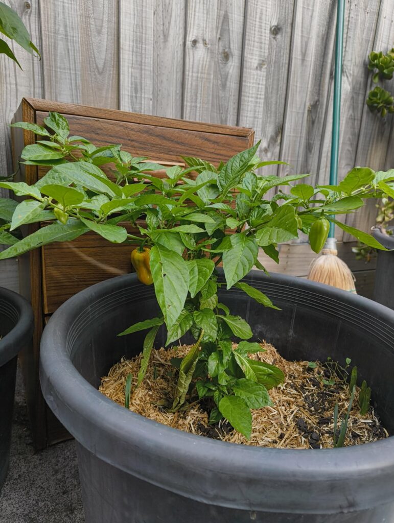 My first time growing Habeneros! (Ft; the crazy birdseye)