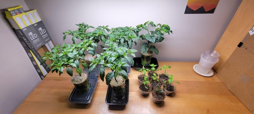 Office Grow – Pepperoncini & Carolina Reaper Plants – Hot Lemon & Thai Chili Seedlings Office Grow - Pepperoncini & Carolina Reaper Plants - Hot Lemon & Thai Chili Seedlings