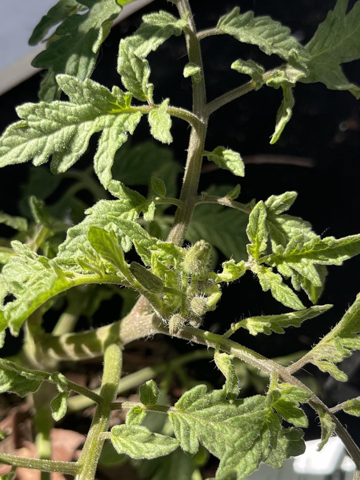 Why do people grow tomatoes?