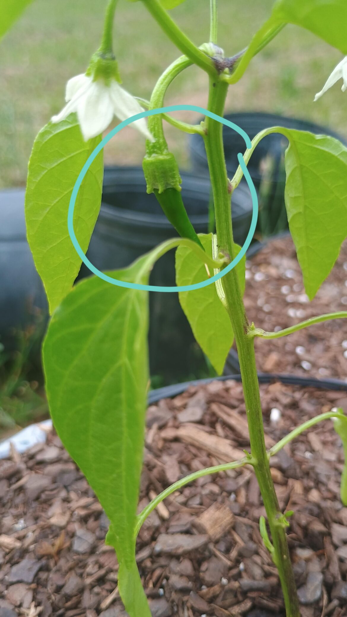 A photo of my FIRST ever cayenne pepper plant, am i doing good?