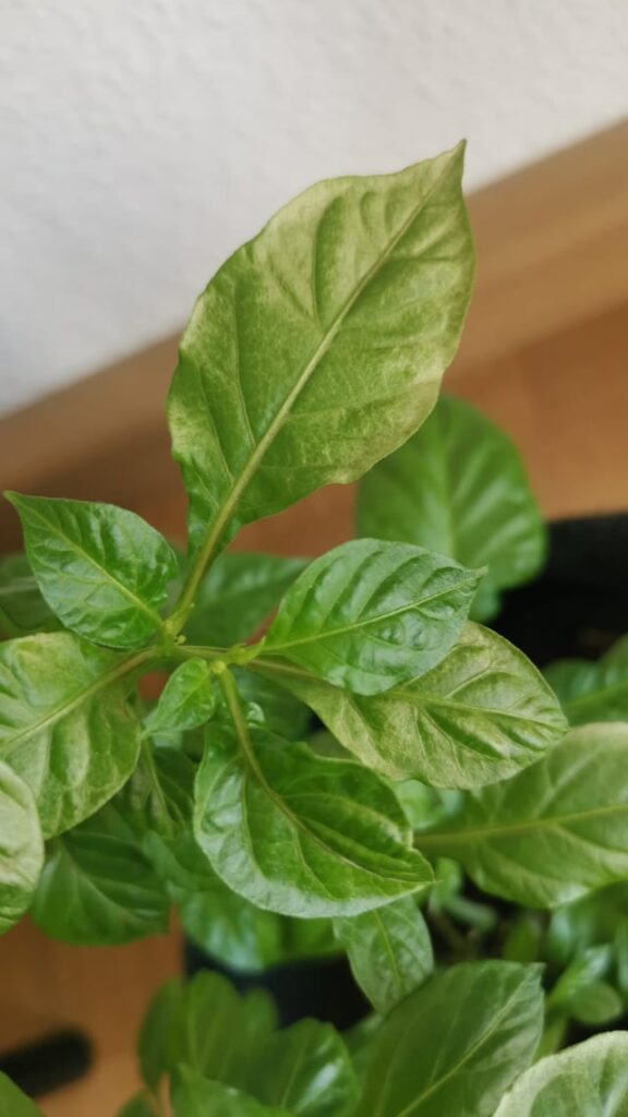 Follow-up: Plant health Follow-up: Plant health