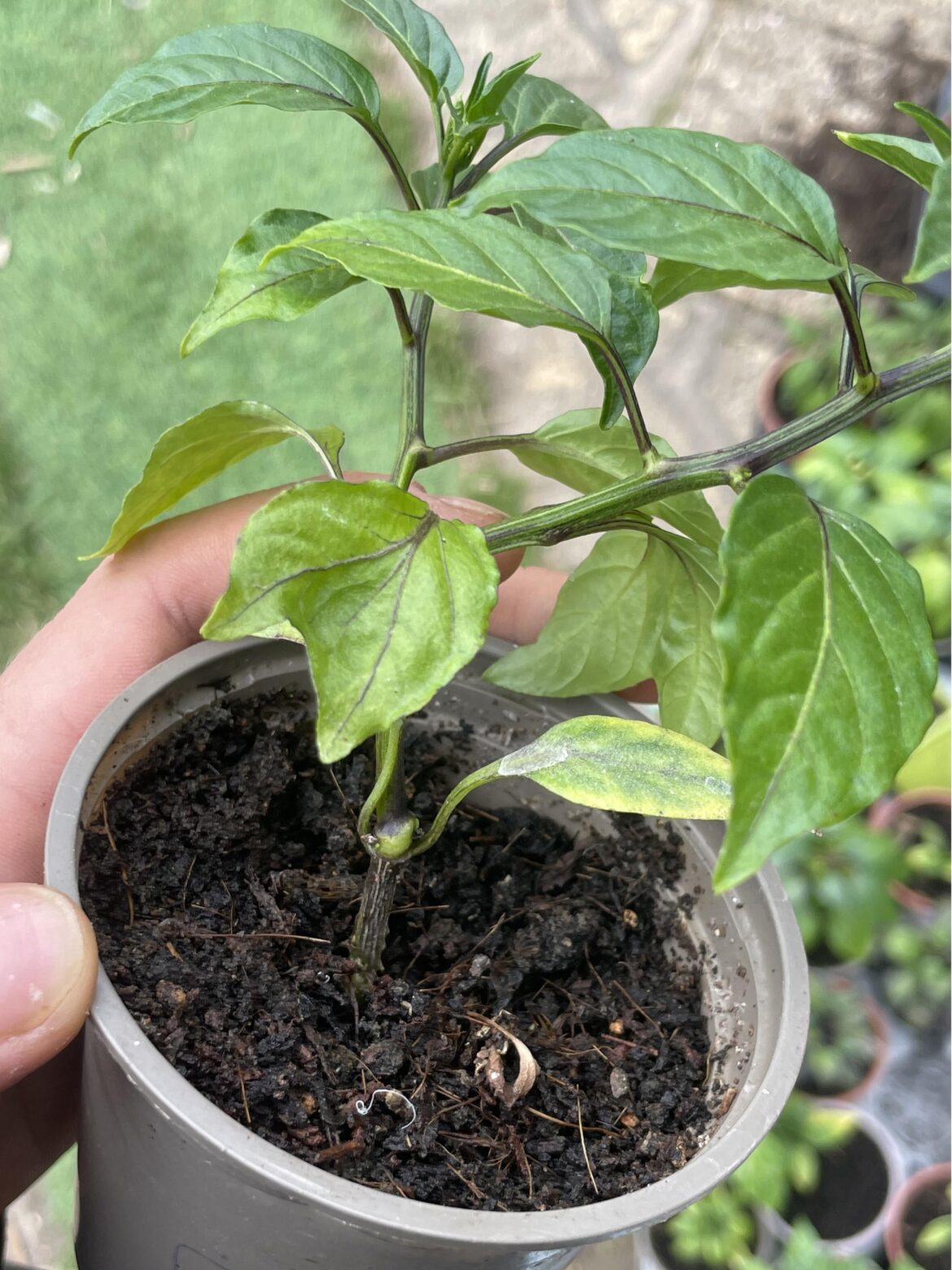 My Guajillo was a Siamese twin in its past life